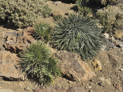 Echium wildprettii