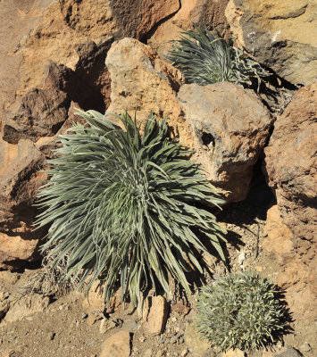 Echium wildprettii