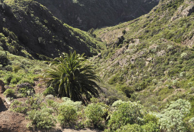 Phoenix canariensis