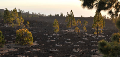 Pinus canariensis