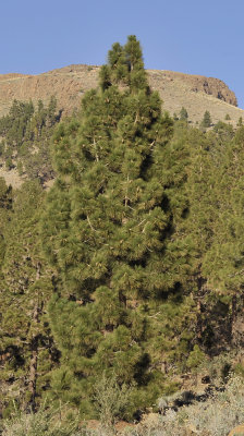 Pinus canariensis.jpg