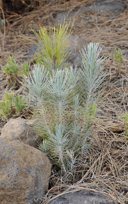 Pinus canariensis. Sapling.