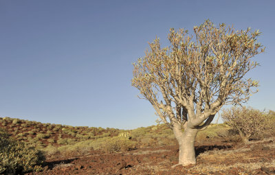 Euphorbia balsamifera