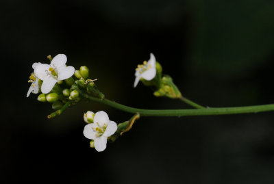 Crambe strigosa. Close- up.