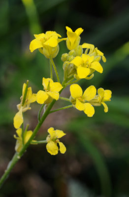 Descurainia millefolia. Close-up.