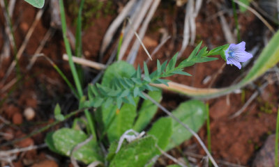 Linum bienne.jpg