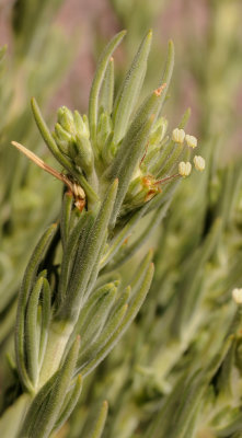Plantago webbii. Closer.