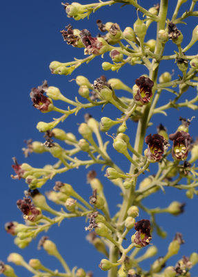 Scrophularia glabrata. Closer.