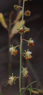 Reseda scoparia. Closer.2.jpg