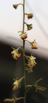 Reseda scoparia. Closer.jpg