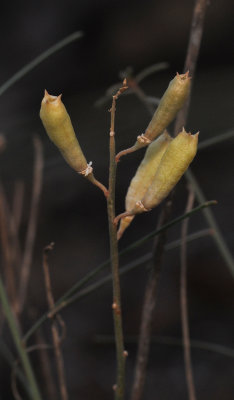 Reseda scoparia. Fruits.jpg