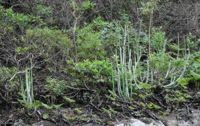 Ceropegia dichotoma