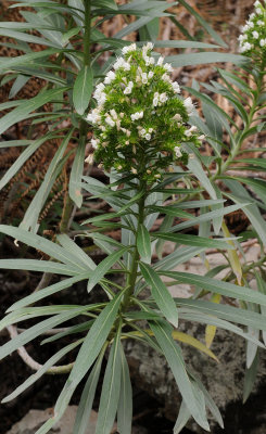 Echium giganteum. Closer.