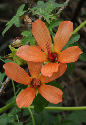 Lavatera phoenicea