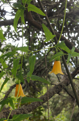 Canarina canariensis Yellow form.