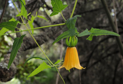 Canarina canariensis Yellow form.