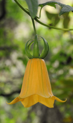 Canarina canariensis Yellow form. Close-up.