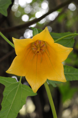 Canarina canariensis Yellow form. Close-up.