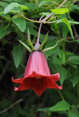 Canarina canariensis. Red form.