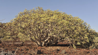 Euphorbia balsamifera