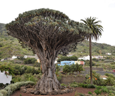 Dracaena draco in Icod.2.jpg