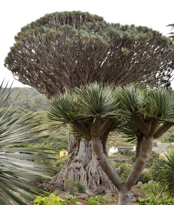 Dracaena draco in Icod.4.jpg