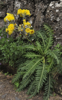 Sonchus acaulis