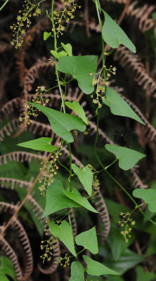 Dioscorea communis