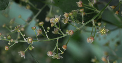 Dioscorea communis. Close-up.