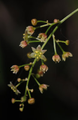 Dioscorea communis. Close-up.