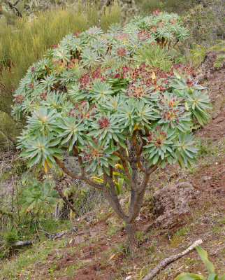 Euphorbia atropurpurea