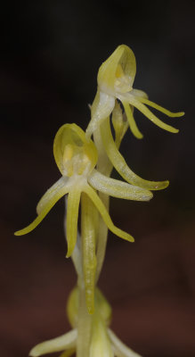 Habenaria tridactylites. Closer.