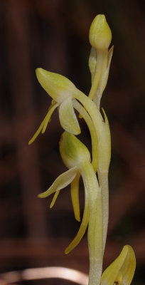 Habenaria tridactylites. Close-up Side.