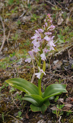 Orchis patens subsp. canariensis