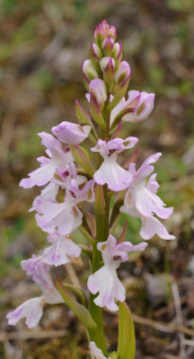 Orchis patens subsp. canariensis. Closer.