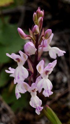 Orchis patens subsp. canariensis. Closer.