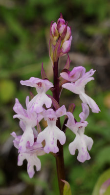 Orchis patens subsp. canariensis. Closer.