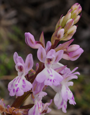 Orchis patens subsp. canariensis. Closer.