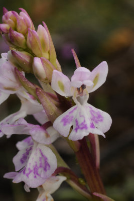 Orchis patens subsp. canariensis. Close-up.