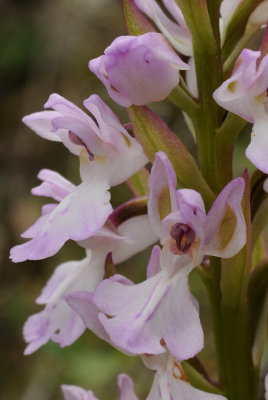 Orchis patens subsp. canariensis. Close-up.