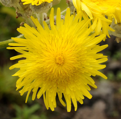 Sonchus acaulis