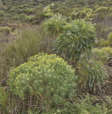 Euphorbia lamarckii  with Sonchus canariensis. Close-up.jpg