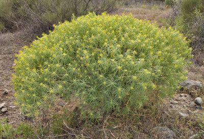 Euphorbia lamarckii 