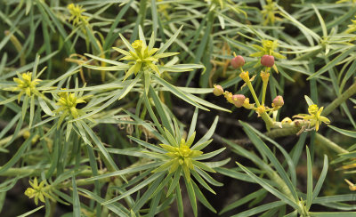 Euphorbia lamarckii. Closer.