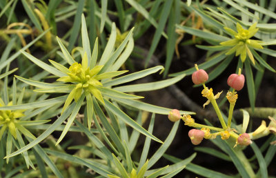 Euphorbia lamarckii. Closer.