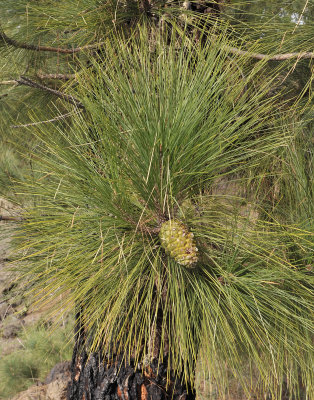 Pinus canariensis.jpg