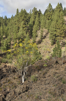 Sonchus canariensis