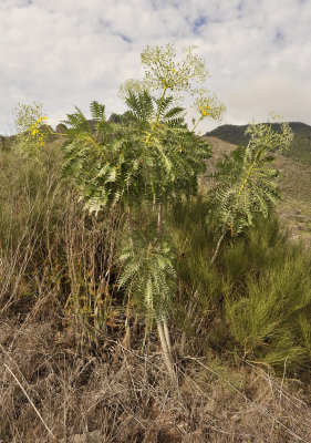 Sonchus canariensis