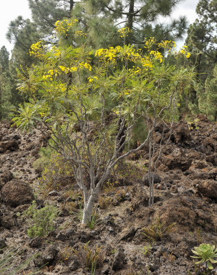 Sonchus canariensis