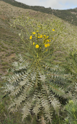 Sonchus canariensis. Closer.